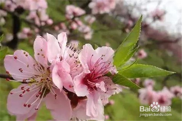 重庆赏花地图最全攻略必收藏-莫辜负这大好春光