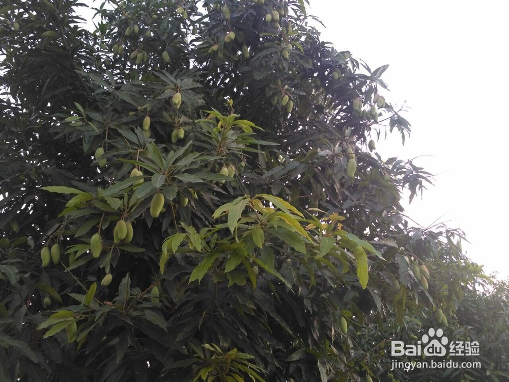 酸甜芒果酸嘢怎么做好吃