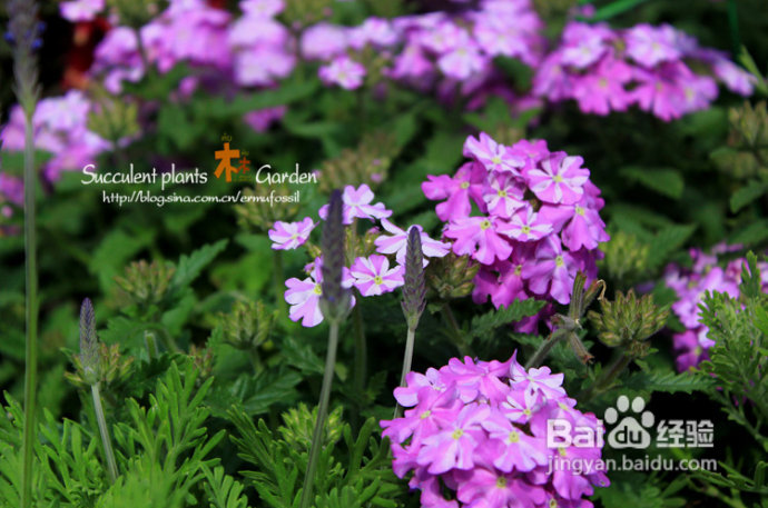 上海植物园（上）