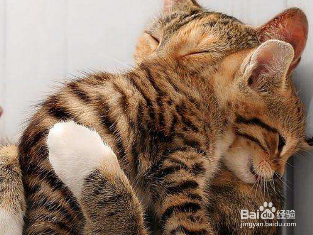 猫咪鼻塞怎么办?