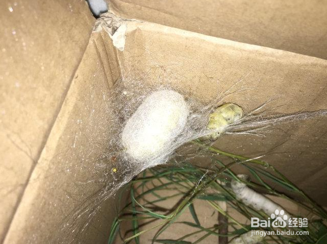 如何判断蚕要结茧