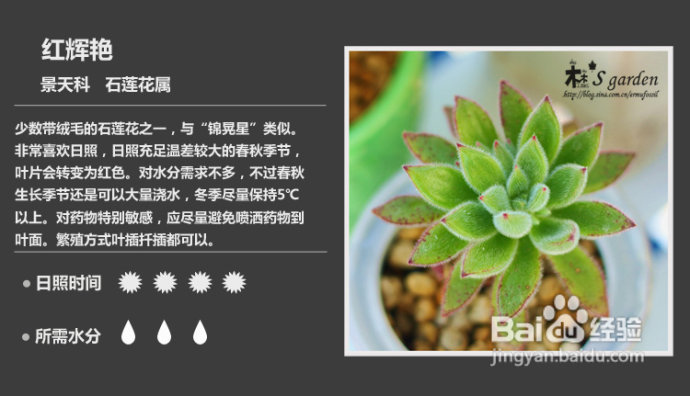 新增50枚 常见多肉植物图鉴 百度经验