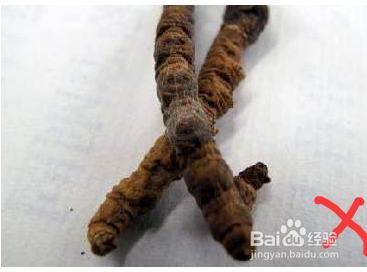 冬虫夏草的功效与作用及食用方法,全方位了解它