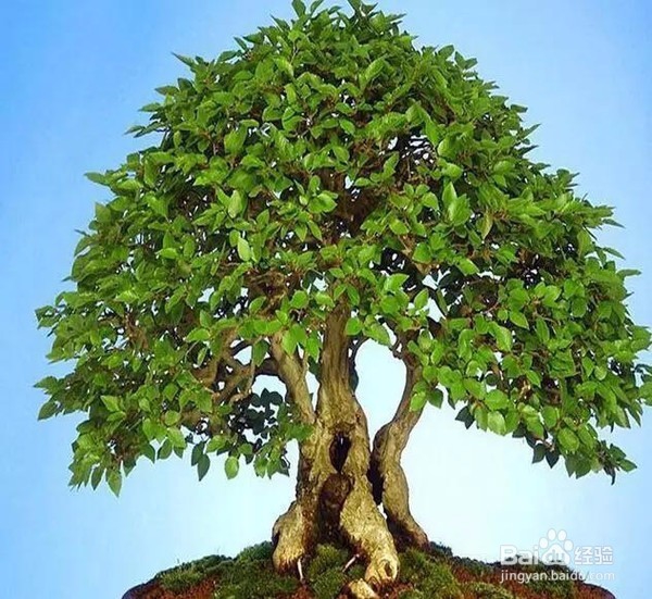 可以带来好运的植物 信不信先放了再说