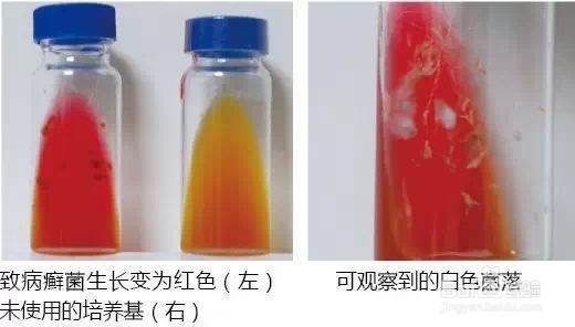 宠物皮肤病的致病原因及诊断方法