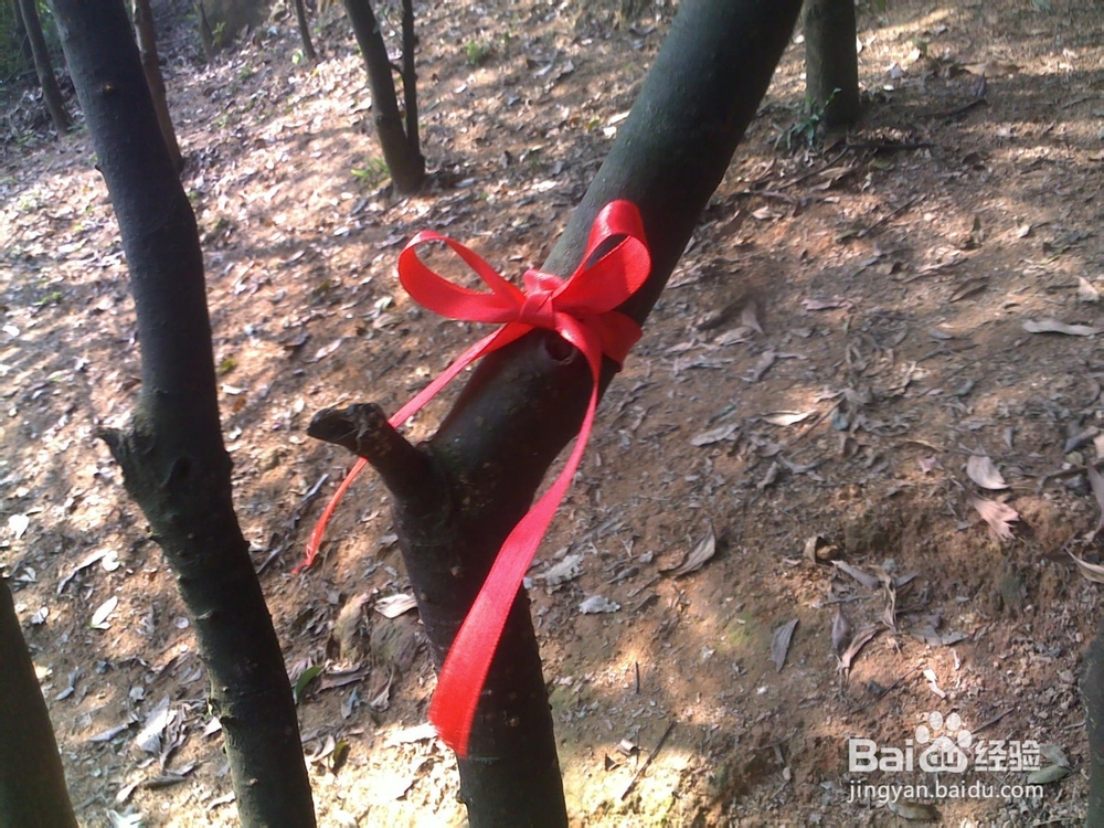 广州火凤线攻略