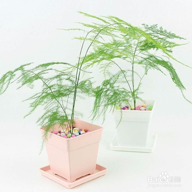 可以净化空气的五种植物盆栽