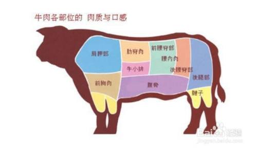 牛肉部位图片大全图解 百度经验