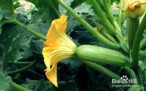 西葫芦用不用去皮