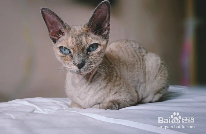引导猫咪不要在你的键盘上玩耍