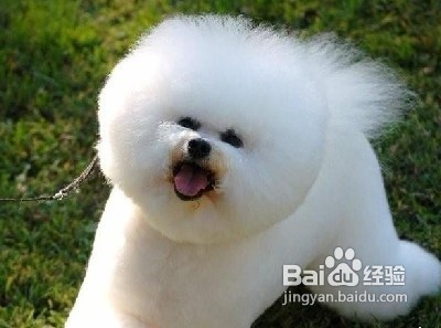 水对比熊犬健康成长的重要性