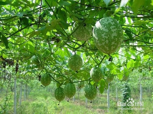 吊瓜子种植栽培方法