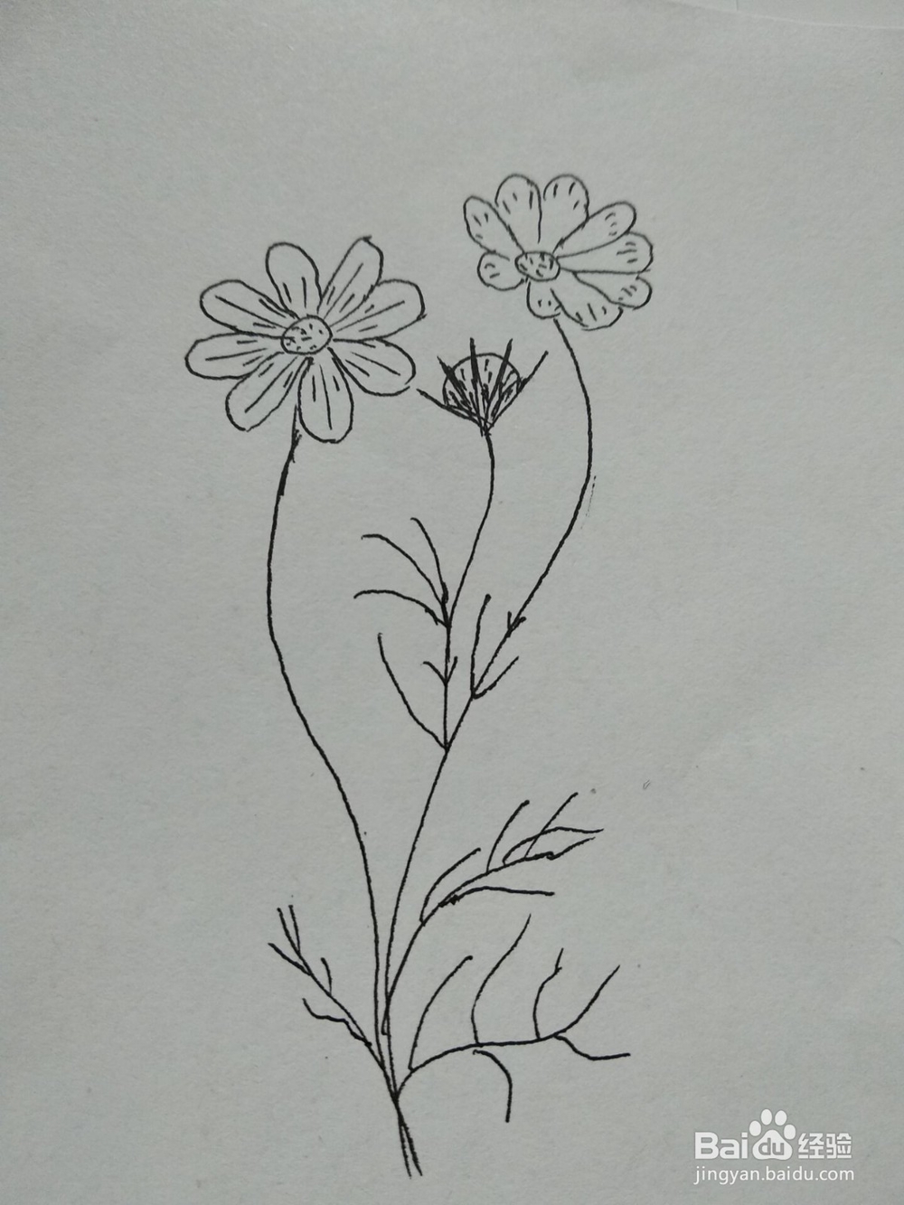 漂亮波斯菊的简笔画方法