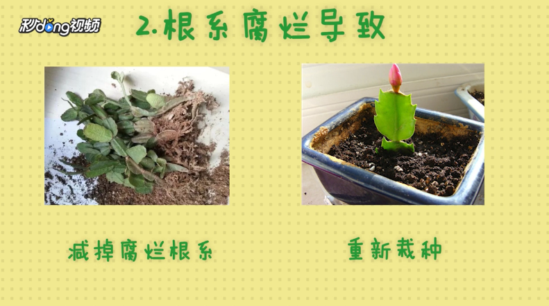 蟹爪兰叶子发软怎么办