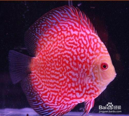 如何养好七彩神仙鱼