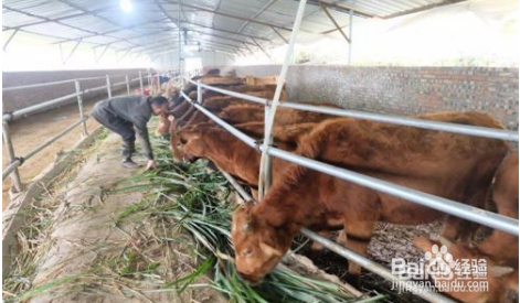 去牛虱子最简单的方法