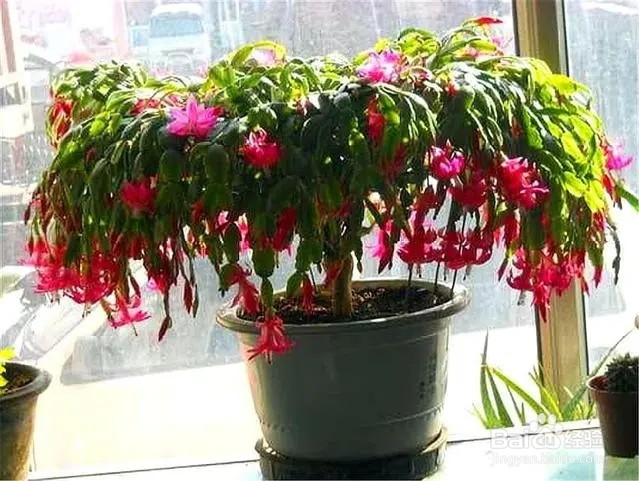 蟹爪兰夏天怎么养