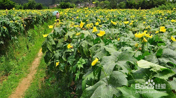 丝瓜怎么种植产量高