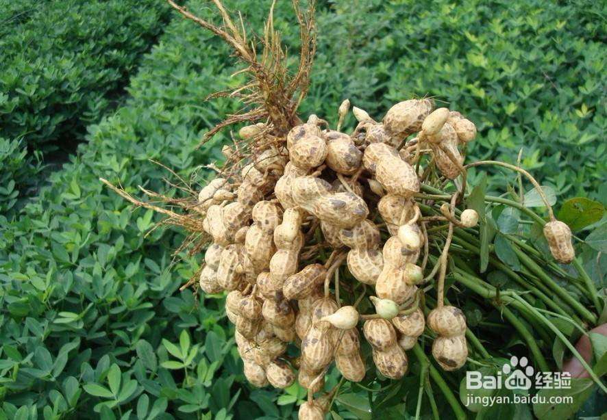 花生肽的作用与功效是什么？