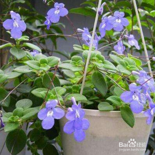 海豚花的养殖方法