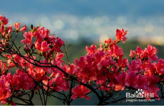 养殖映山红叶尖干枯怎么办