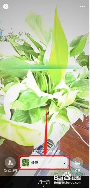 微信识别植物如何操作
