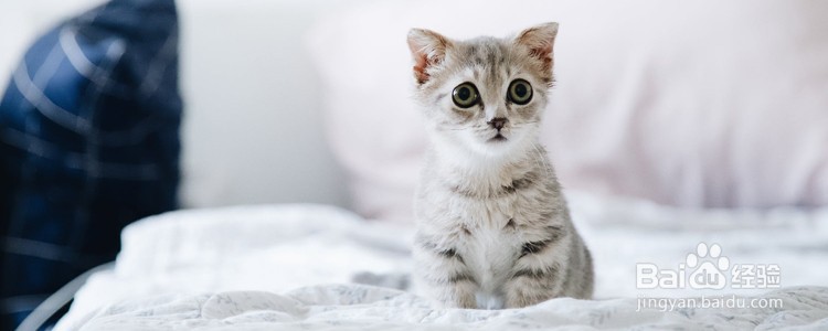 如何防止猫在床上拉屎