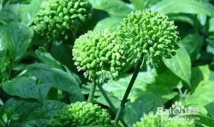 三七烘干机的一些使用心得以及田七采摘加工工艺