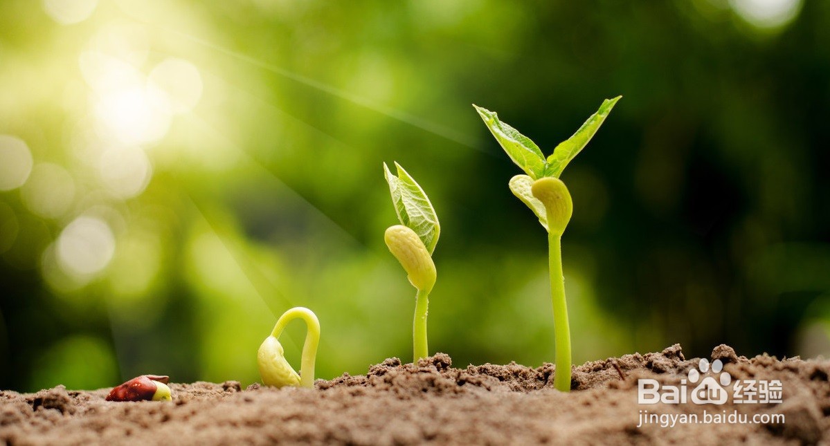 植物种子发芽率测定方法
