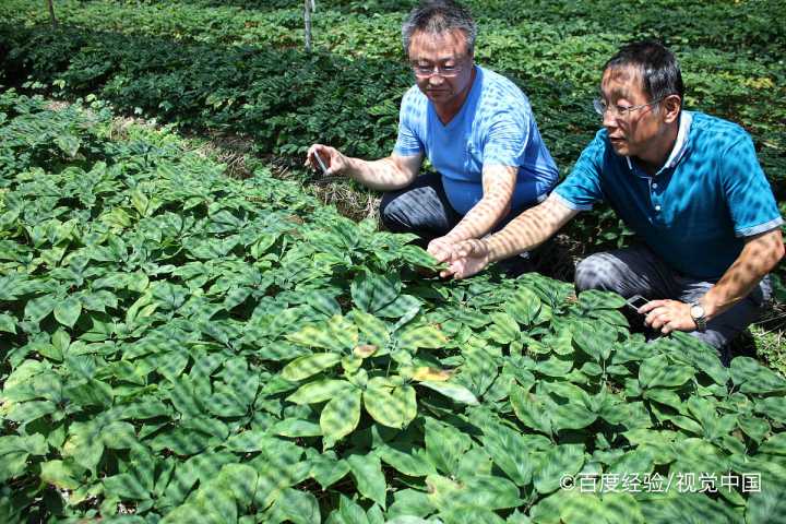 孕妇能不能吃西洋参