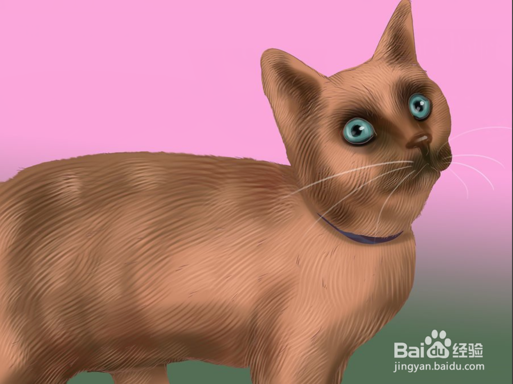 如何快速识别暹罗猫三步（图文）