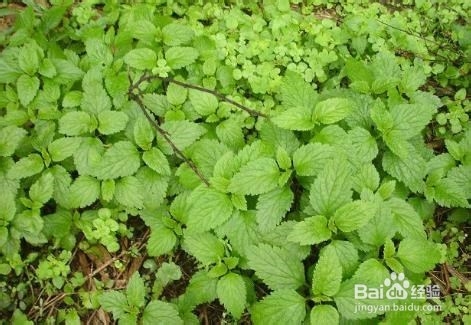 怎样用我们身边即有的物品治疗伤风着凉和上火？