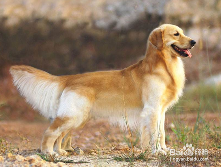 最适合和孩子一起长大的狗狗