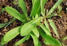 常见清热解毒野菜
