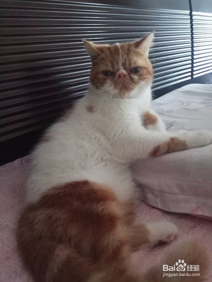 怎么训练猫咪的服从性