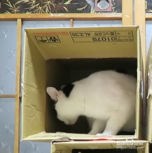 为什么猫咪喜欢钻纸箱