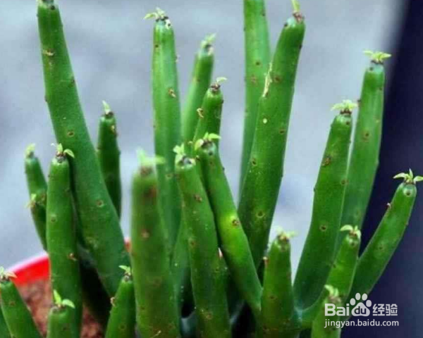 光棍树怎么养殖？