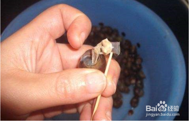 田螺怎么吃图解