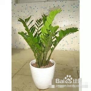 爱好养花,怎么样把花给养护好呢?太全了!赞!