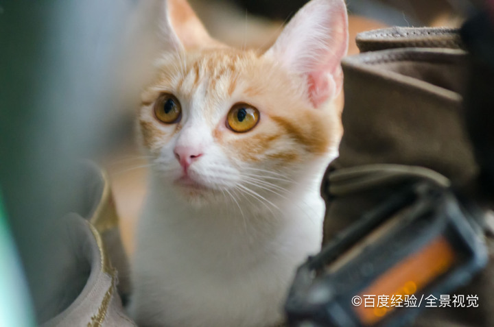 怎么训练橘猫温顺