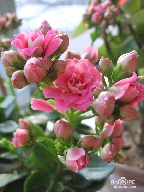 如何养出漂亮的长寿花