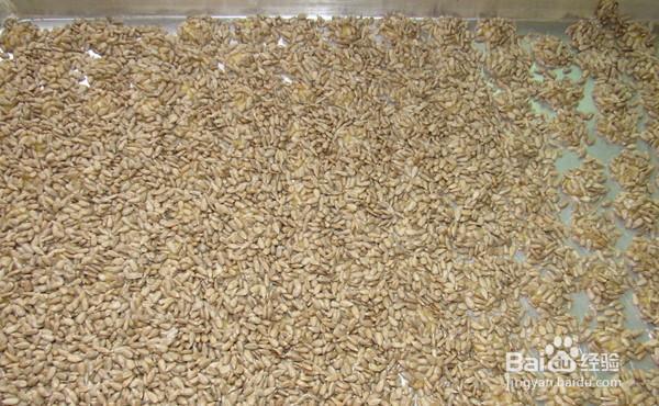 如何做有胃口的口口香瓜子饼