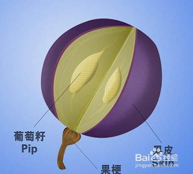 葡萄酒的味道是从哪里来的