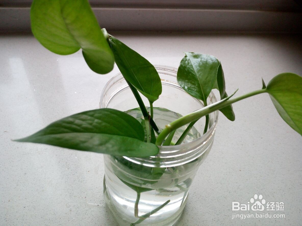 一根绿萝水培怎么变成好多根