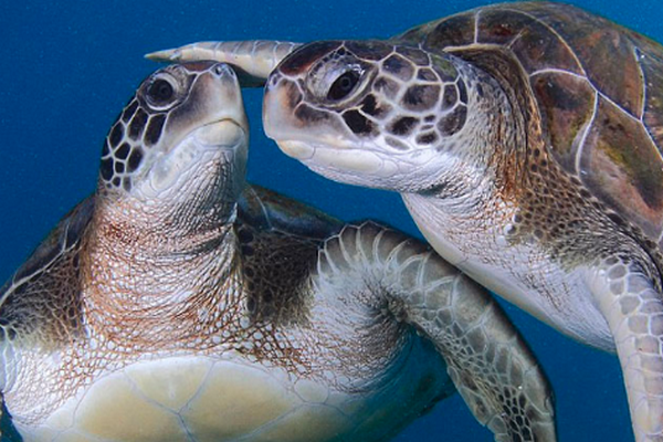 海龟的寿命有多长