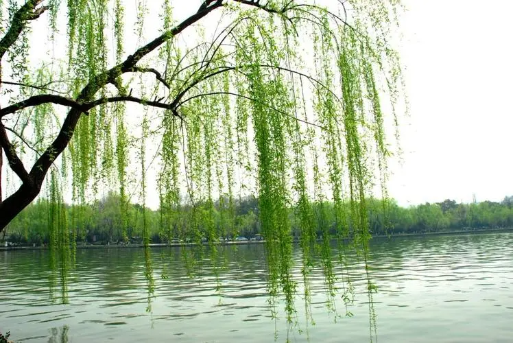 想知道柳树象征什么