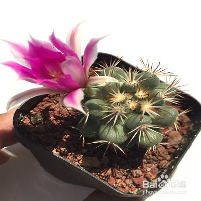 蓬莱宫仙人球怎么养