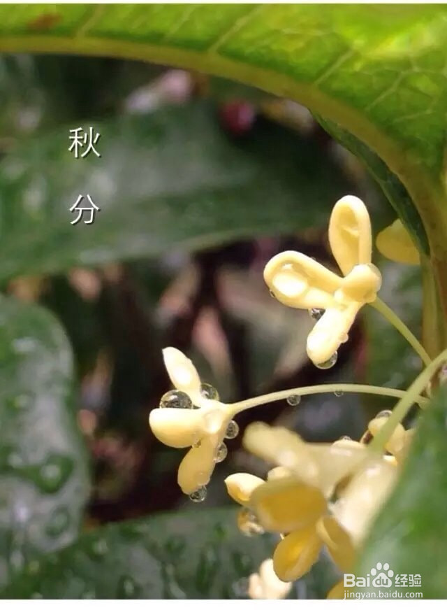 桂香甜糯藕的做法