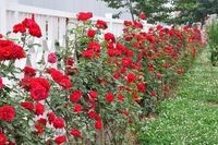 月季休眠期如何修剪?