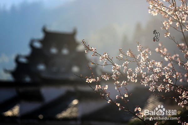 此时的西递，油菜花开！